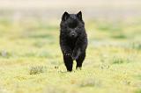 SCHIPPERKE 197